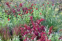Bed with Zinnia, Foxtail, Blood Grass, Zinnia elegans, Amaranthus, Imperata cylindrica Red Baron 