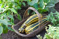 Harvested zucchini in a basket, Cucurbita pepo Cocozelle di Tripolis 