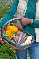 Harvest basket with root vegetables, Daucus carota Purple Haze, Pastinaca sativa, Beta vulgaris 