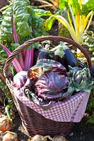 Harvest basket with radicchio, eggplant, artichokes and chard 