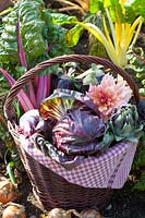 Harvest basket with radicchio, eggplant, artichokes and chard 
