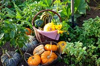 Harvest of pumpkin and zucchini, Cucurbita pepo Cocozelle di Tripolis, Cucurbita pepo Tondo di Nizza 