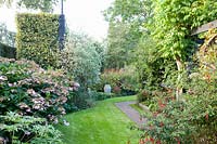 Autumn garden, Hydrangea, Ilex, Cornus alba Sirbirica, Fuchsia magellanica 