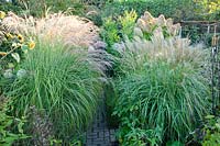 Chinese silver grass, right Miscanthus sinensis Adagio 