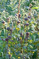 Seed head of Indian nettle and meadow burnet, Monarda, Sanguisorba tenuifolia Stand Up Comedian 