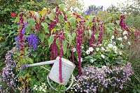 Bed with asters and amaranth, Amaranthus Dreadlocks 