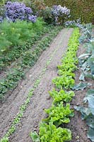 Vegetable garden in autumn, endive, lamb's lettuce, strawberries, fennel, Cichorium endivia, Valerianella locusta, Fragaria, Foeniculum vulgare 