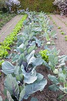 Vegetable garden in autumn, kohlrabi, red cabbage, endive, lamb's lettuce, strawberries, Brassica oleracea, Cichorium endivia, Valerianella locusta, Fragaria 