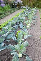Vegetable garden in autumn, kohlrabi, red cabbage, endive, lamb's lettuce, strawberries, fennel, Brassica oleracea, Cichorium endivia, Valerianella locusta, Fragaria, Foeniculum vulgare 