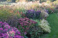 Bed with asters, stonecrop, Japanese forest grass, Aster Crimson Brocade, Sedum telephum Herbstfreude, Hakonechloa macra Aureola 