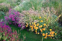 Bed with asters, flat-ear grass, chrysanthemums, Aster Crimson Brocade, Chasmanthium latifolium, Dendranthema Dixter Orange 