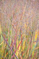 Portrait of switchgrass in autumn, Panicum virgatum Squaw 
