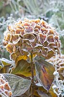 Hydrangea in Frost, Hydrangea macrophylla Magical Amethyst 