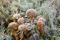 Hydrangea and asters in frost, Hydrangea macrophylla Magical Amethyst, Aster novi belgii Beechwood Charm 