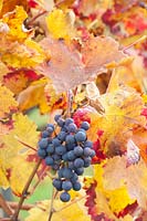 Vine in late autumn, Vitis vinifera 