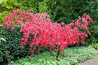 Spindle bush in autumn, Euonymus grandiflorus Red Wine 