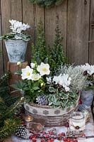 Winter arrangement with dwarf conifers, Christmas rose and cyclamen, Helleborus niger Jasper, Cyclamen 