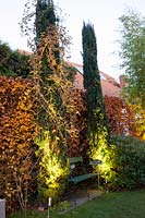 Columnar yews illuminated with spotlights, Taxus baccata Fastigiata Robusta 