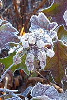 Portrait of oakleaf hydrangea in frost, Hydrangea quercifolia 