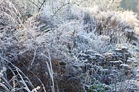 Seed heads in frost, stonecrop and asters, Sedum telephium Matrona, Aster lateriflorus Horizontalis 