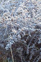 Portrait of seed heads of aster in frost, Aster lateriflorus Horizontalis 