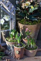 Hyacinths, Christmas roses and crocuses in pots, Hyacinthus, Crocus vernus Flower Record, Helleborus x hybrida Yakima 
