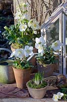 Christmas roses and crocus in pots, Helleborus niger Mini Star, Helleborus niger HGC Jesko, Crocus vernus Flower Record 