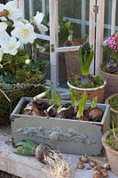 Pre-grown flower bulbs in pots and Narcissus Paperwhite in a drawer, Helleborus niger Mini Star 