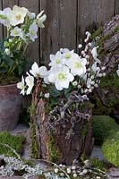 Christmas roses in a pot covered with tree bark and moss, Helleborus niger Mini Star 