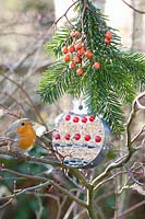 Robin at the feeding place, cookie cutter for cookies with bird food and holly berries 
