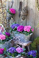 Metal pots with filled primroses, Primula 