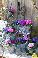 Metal pots with filled primroses, Primula 
