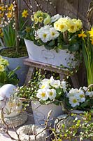 White and yellow primroses in a balcony box and pots, Primula, Salix caprea Pendula 