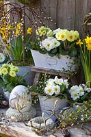 White and yellow primroses in a balcony box and pots, Primula, Sailx caprea Pendula 