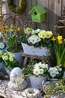 White and yellow primroses in a balcony box and pots, Primula, Saiix caprea Pendula 
