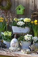 White and yellow primroses in a balcony box and pots, Primula, Saiix caprea Pendula 