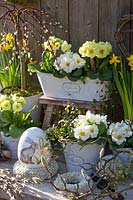White and yellow primroses in a balcony box and pots, Primula, Salix caprea Pendula 