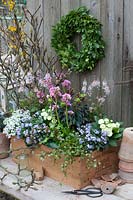 Wooden box with spring perennials, Primula Belarina Vanilla, Iberis Snowball, Myosotis Myomark, Tiarella Spring Symphony, Bergenia Rosenkristall 