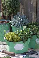 Pots with Mediterranean herbs 