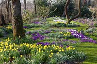 Meadow with bulbous plants, Narcissus cyclamineus February Gold, Crocus Ruby Giant, Crocus vernus Jeanne d'Arc 