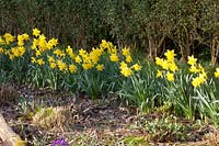 Bed with daffodils in front of a hedge, Narcissus Carlton 