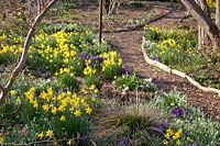 Bed with daffodils, Narcissus cyclamineus February Gold 