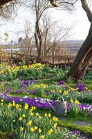 Meadow with bulbous plants, Narcissus cyclamineus February Gold, Crocus Ruby Giant, Crocus vernus Jeanne d'Arc 