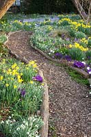 Path in the garden with bark mulch, daffodils, crocuses, snowdrops, Narcissus cyclamineus February Gold, Crocus Ruby Giant, Galanthus 