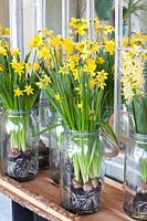 Daffodils planted in mason jars 