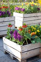 Plant boxes made of pallets with bulb plants, in which vegetables will later be grown 