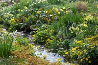Stream with shore plants, Caltha palustris, Anemone nemorosa, Bergenia 