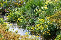 Stream with shore plants, Caltha palustris, Anemone nemorosa, Bergenia, Primula veris 