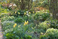 Spring bed with Tulipa Yellow Purissima, Helleborus orientalis, Primula veris, Anemone nemorosa 