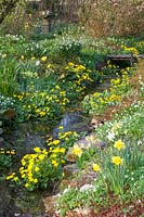 Stream with shore plants, Caltha palustris, Anemone nemorosa, Primula veris, Leucojum aestivum 
